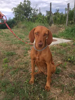 Chien perdu Braque Hongrois à poil court