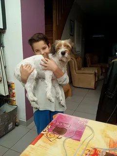 Chien perdu Fox-Terrier