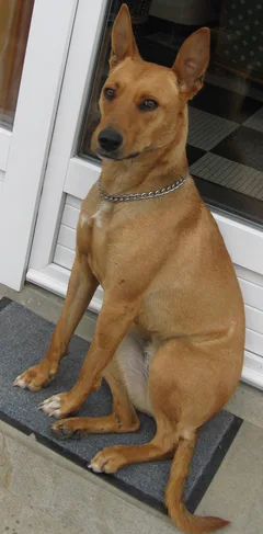 Chien perdu Berger Australien