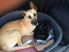 Chien perdu Berger Belge Malinois