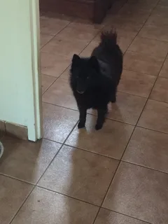 Chien trouvé Schipperke