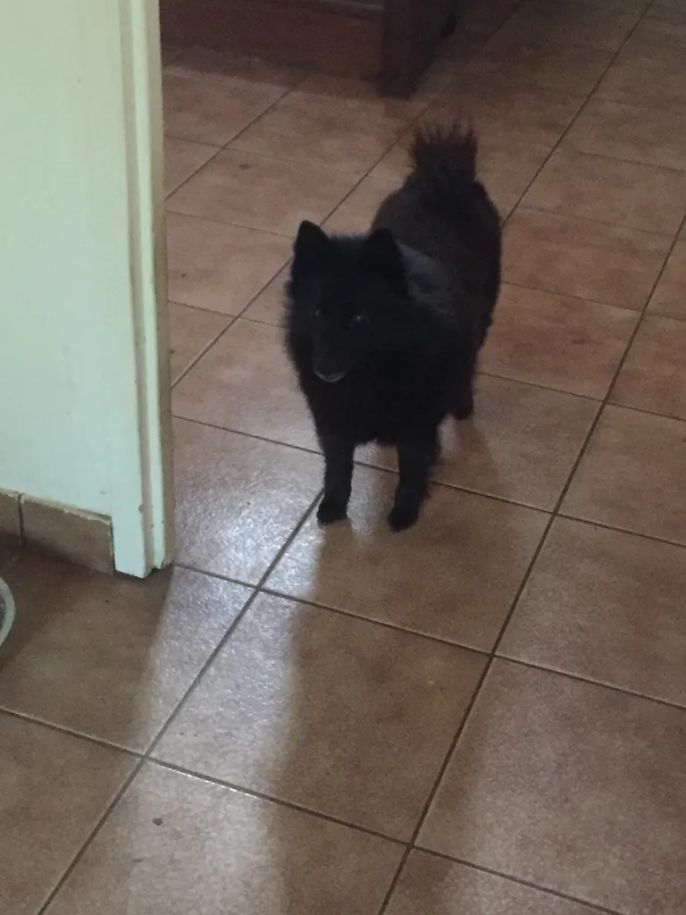 Chien trouvé