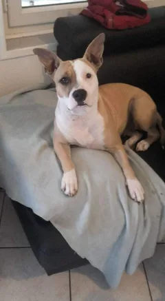 Chien perdu American-Staffordshire-Terrier