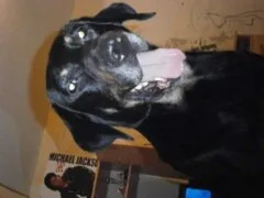 Chien perdu Beauceron