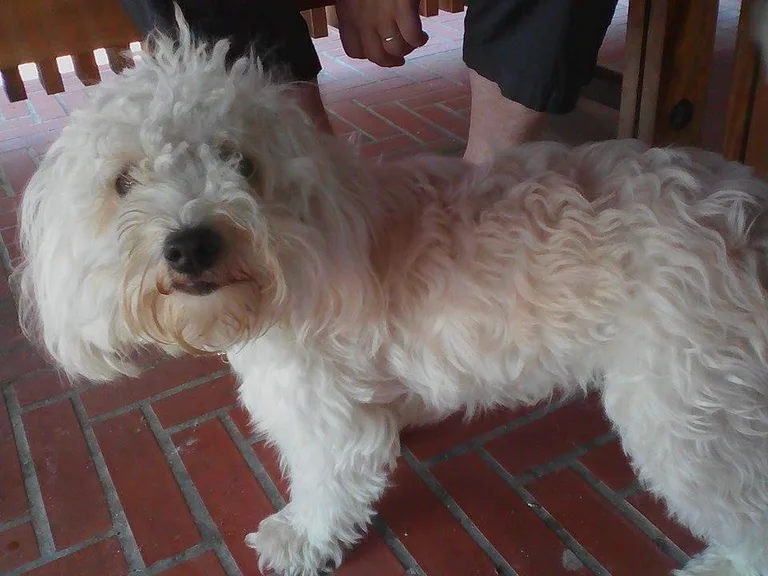 Lila