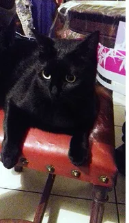 Chat perdu Sans race particulière