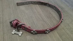 Chien trouvé Chien Courant