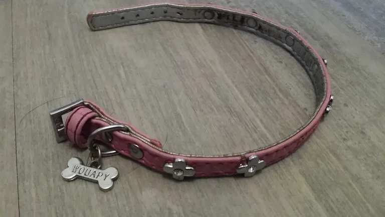 Chien trouvé