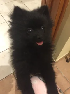 Chien perdu Spitz Allemand