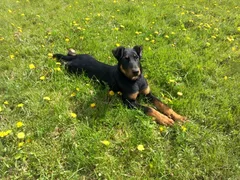 Chien perdu Beauceron