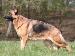 Chien perdu Berger Allemand