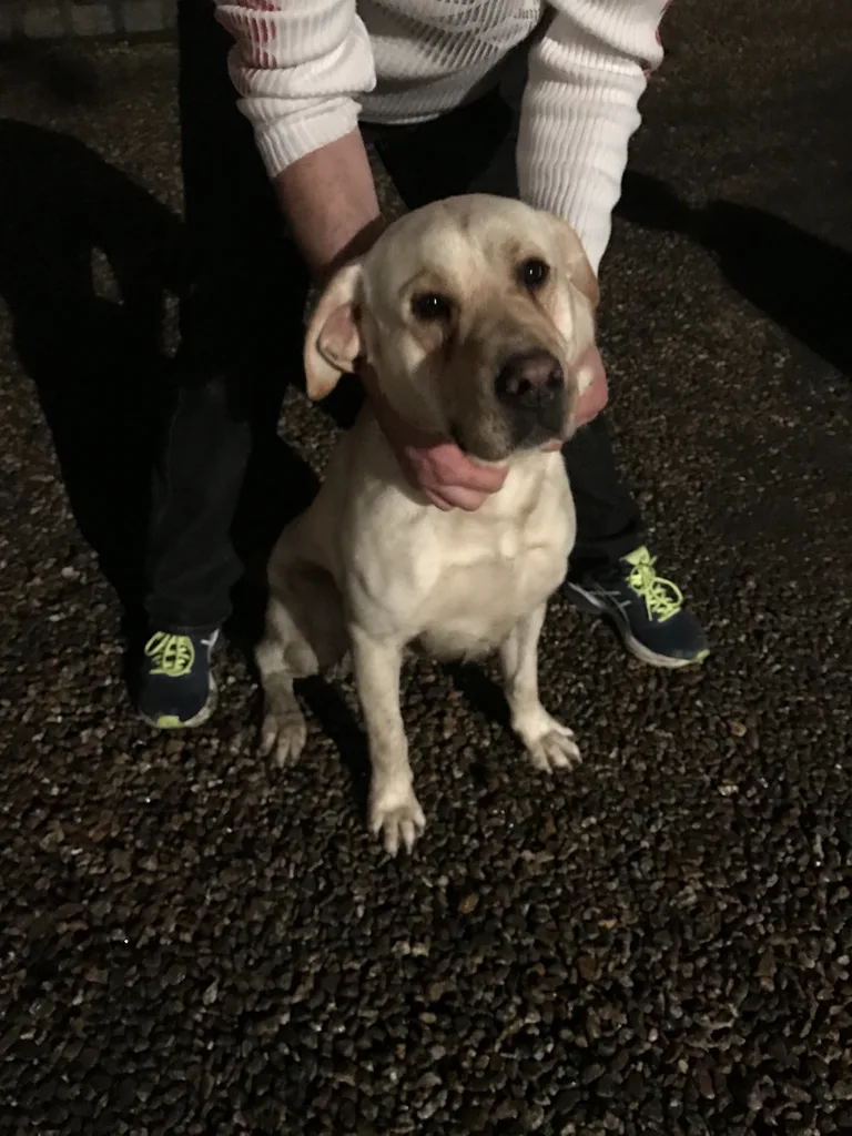 Chien trouvé