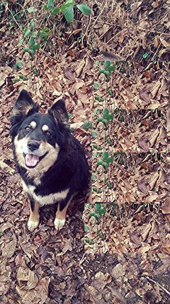 Chien perdu Border Collie