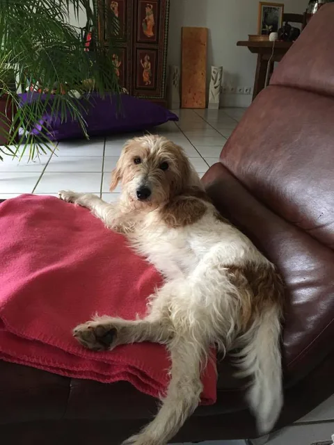 Chien trouvé