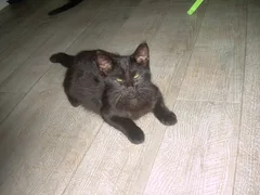Chat perdu Européen