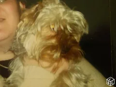 Chien perdu Yorkshire Terrier