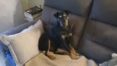 Chien perdu Jagdterrier