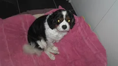 Chien trouvé Cavalier King Charles