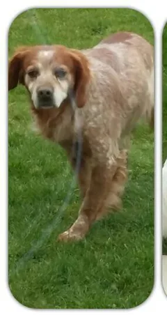 Chien perdu Epagneul Breton