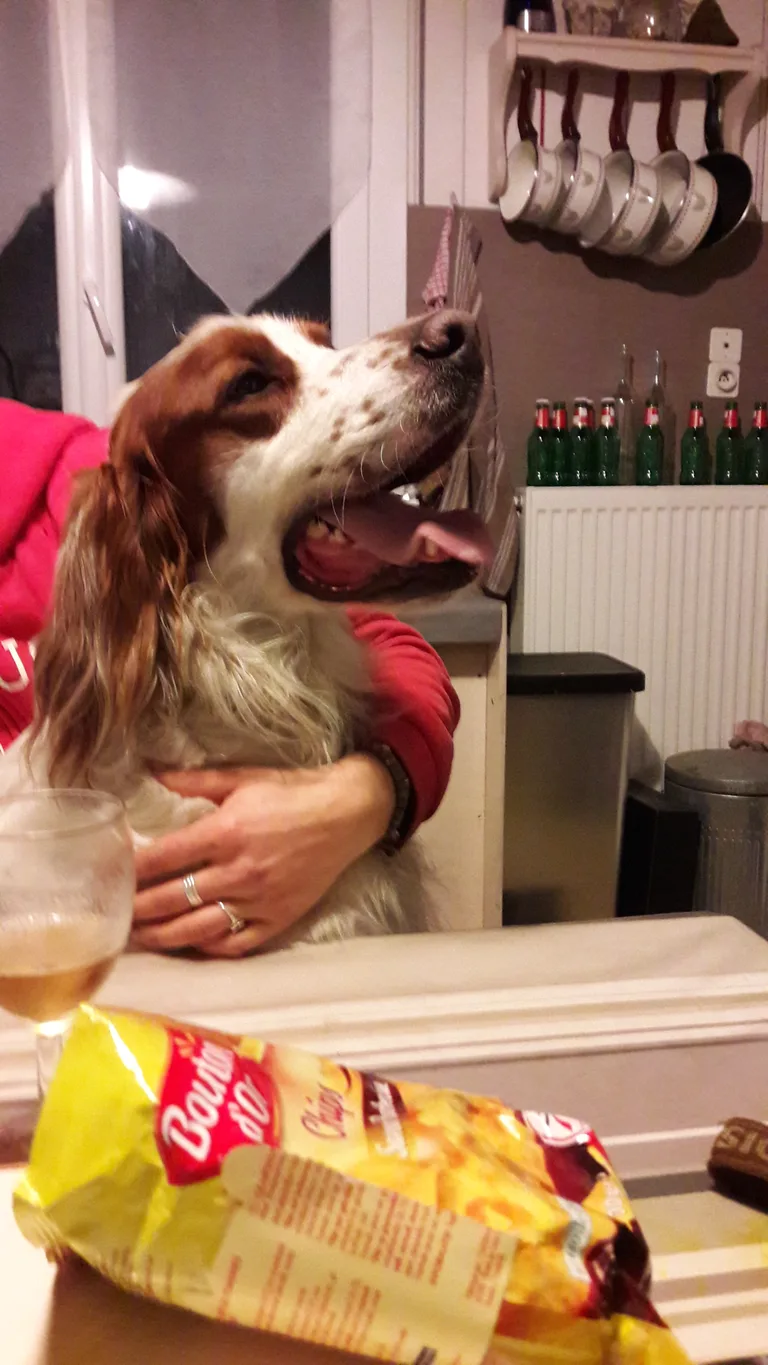 Chien trouvé