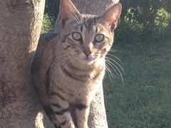 Chat perdu Européen