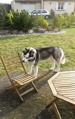 Chien perdu Husky Sibérien