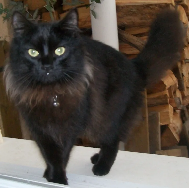 BLACKY