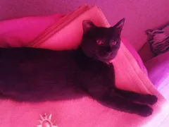Chat perdu Sans race particulière