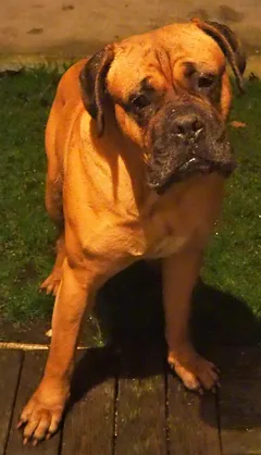 Chien trouvé Bullmastiff