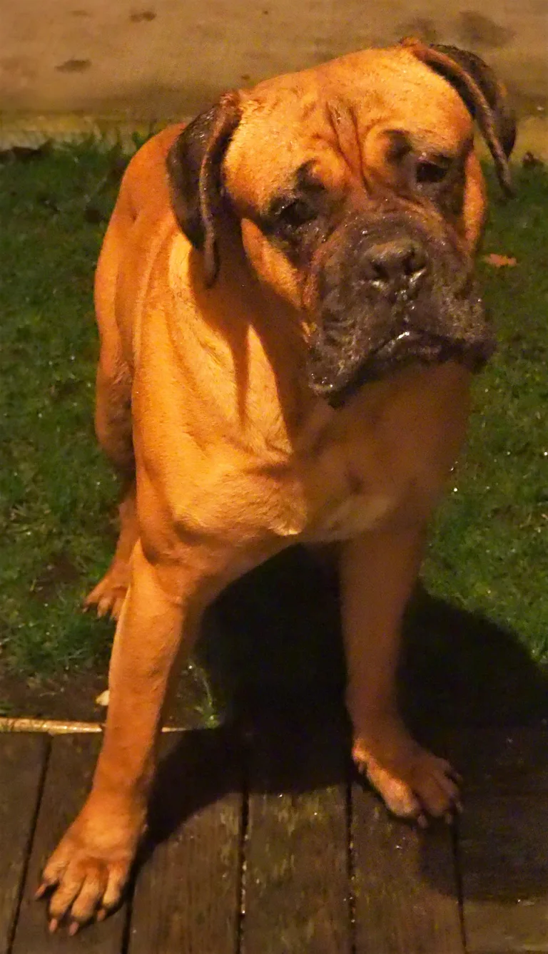 Chien trouvé