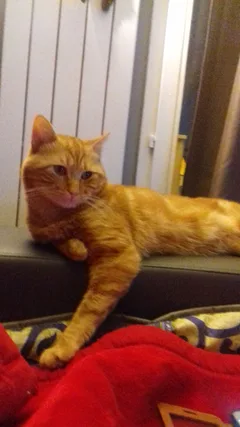 Chat perdu Chat Tigre