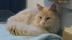 Chat trouvé Croisé