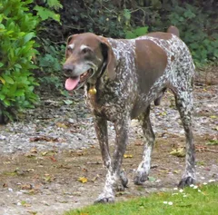 Chien perdu Braque Allemand