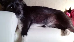 Chien perdu Cairn Terrier
