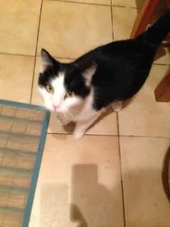 Chat trouvé Croisé