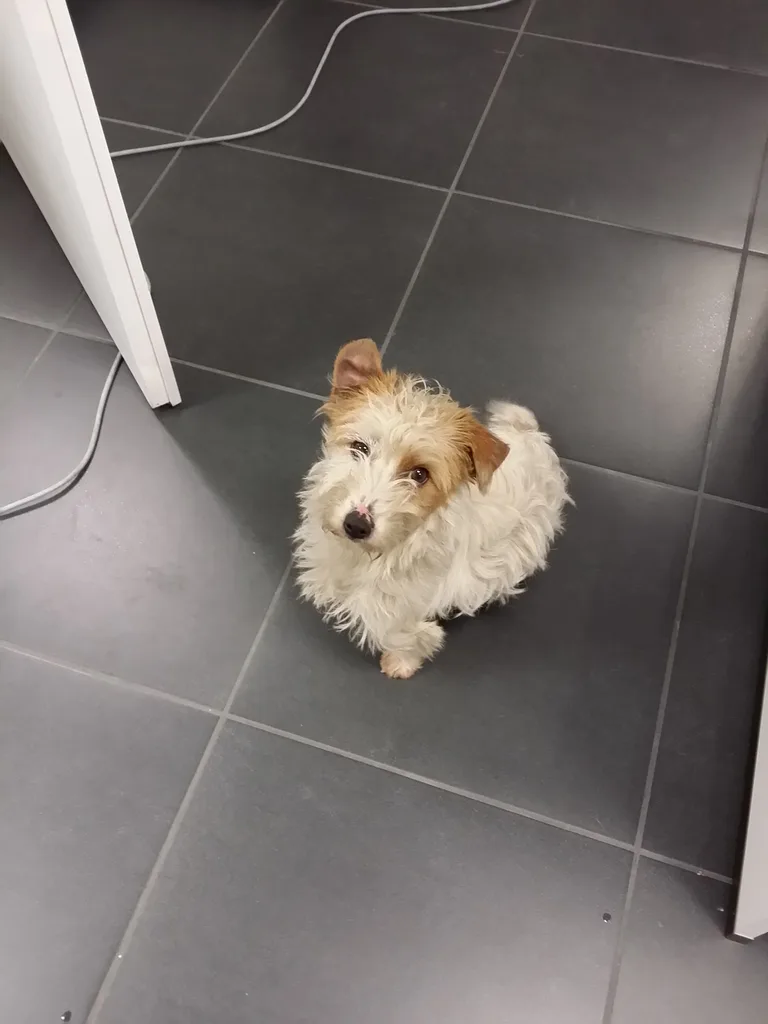 Chien trouvé