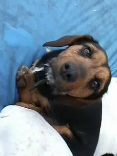 Chien perdu Jagdterrier