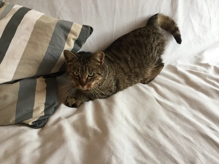 Chat trouvé