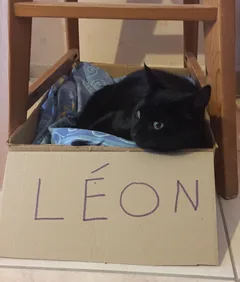 Chat perdu Sans race particulière