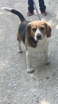 Chien perdu Beagle