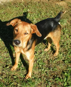 Chien perdu Croisé