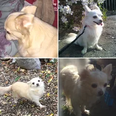 Chien perdu Chihuahua