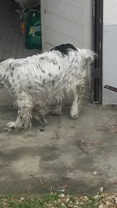 Chien trouvé Epagneul Breton