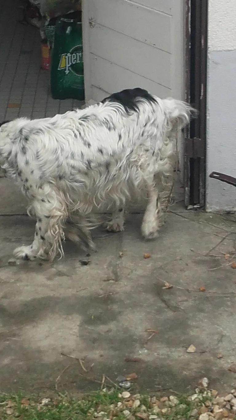 Chien trouvé