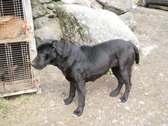Chien trouvé : Staffordshire Bull Terrier