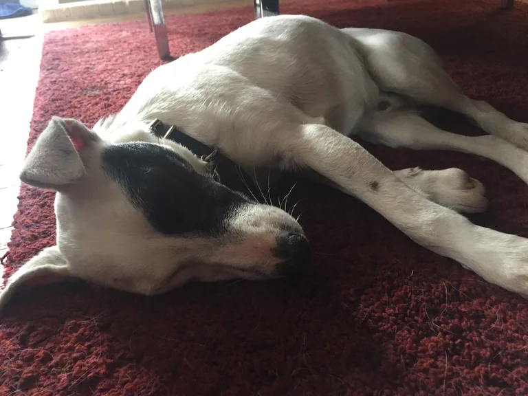 Chien trouvé