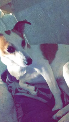 Chien perdu Jack-Russell-Terrier