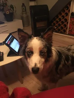 Chien perdu Berger Australien