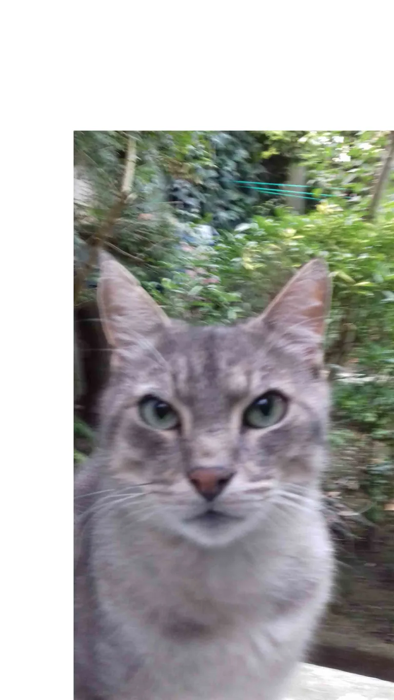 Chat trouvé