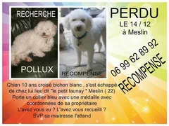 Chien perdu Bichon à poil frisé